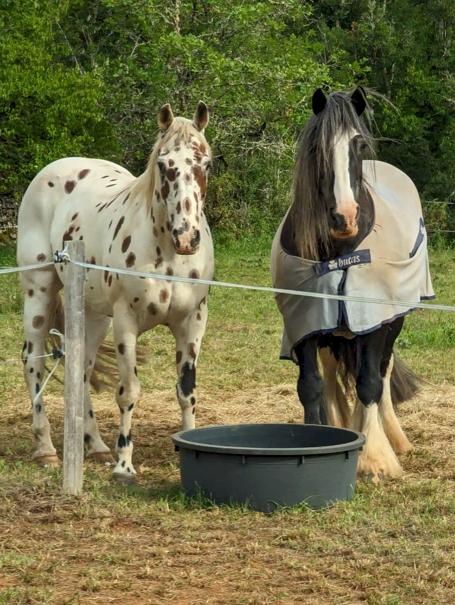 camping label accueil cheval lot