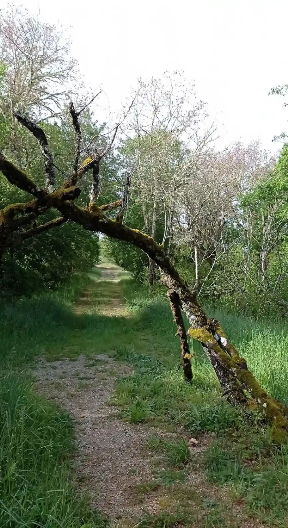 chemin nature aux lodges mas de nadal